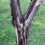 tree-bark